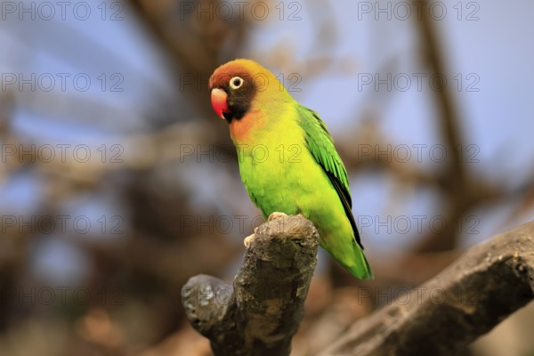 Sooty-head (Agapornis nigrigenis), adult, perch, watchful, Zambia, Africa, captive