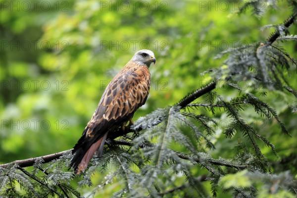 Black Kite (Milvus migrans), adult, alert, perch, Bavarian Forest National Park, Germany