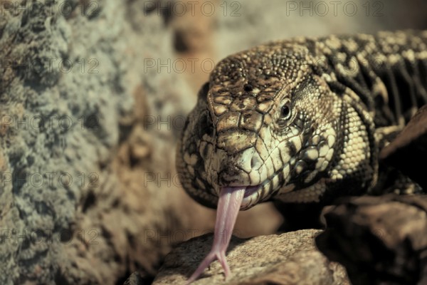 Argentine black and white tegu (Salvator merianae), adult, on ground, lambing, foraging, portrait, South America, captive