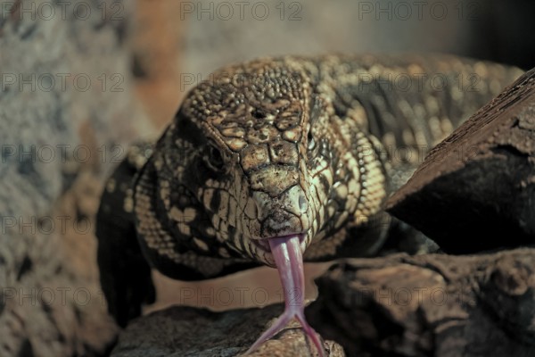 Argentine black and white tegu (Salvator merianae), adult, on ground, lambing, foraging, portrait, South America, captive