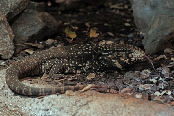 Argentine black and white tegu (Salvator merianae), adult, on ground, lambing, foraging, alert, South America, captive