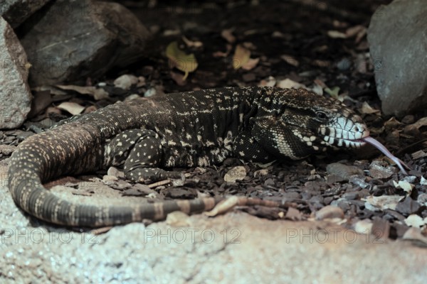 Argentine black and white tegu (Salvator merianae), adult, on ground, lambing, foraging, alert, South America, captive
