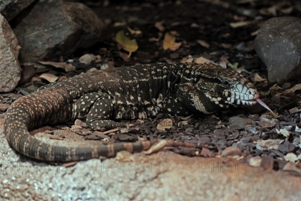 Argentine black and white tegu (Salvator merianae), adult, on ground, lambing, foraging, alert, South America, captive