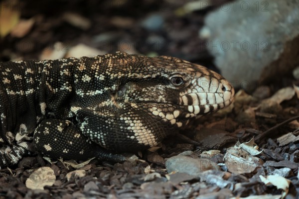 Argentine black and white tegu (Salvator merianae), adult, portrait, on ground, alert, South America, captive