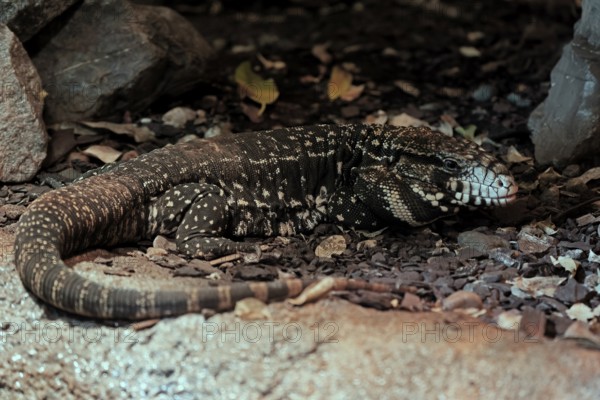 Argentine black and white tegu (Salvator merianae), adult, on ground, alert, South America, captive