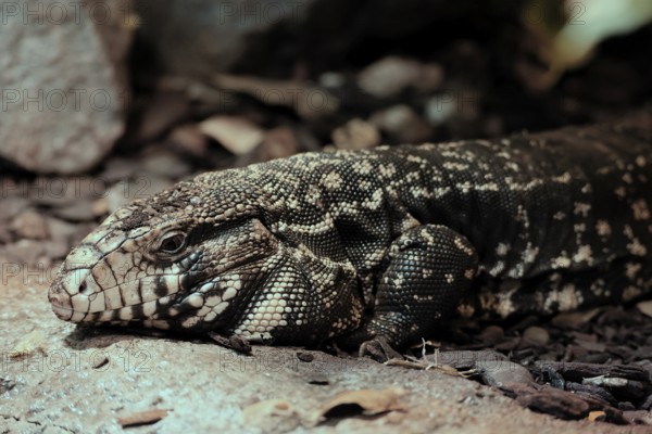Argentine black and white tegu (Salvator merianae), adult, portrait, on ground, alert, South America, captive