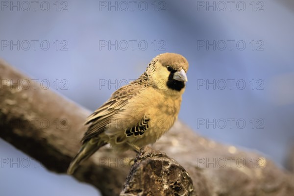 Siedle weaver (Philetairus socius), adult, on a wait, South Africa