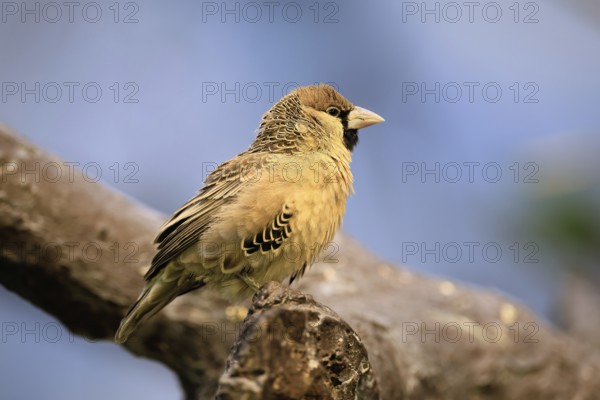 Siedle weaver (Philetairus socius), adult, on a wait, South Africa