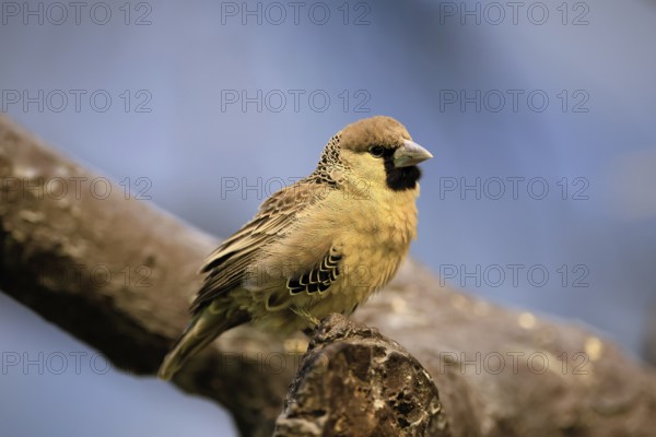 Siedle weaver (Philetairus socius), adult, on a wait, South Africa