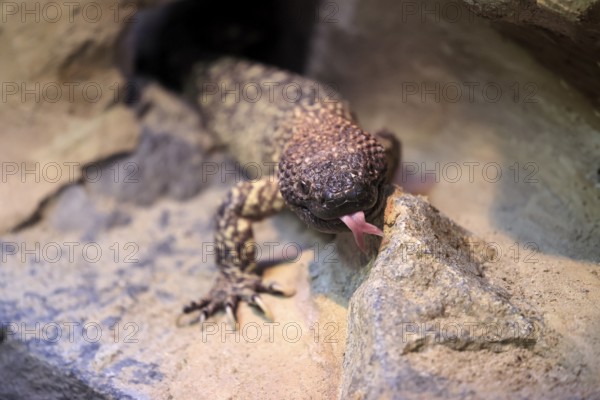 Scorpion crust lizard (Heloderma horridum), adult, portrait, on ground, nocturnal, lambing, Mexico, North America, captive
