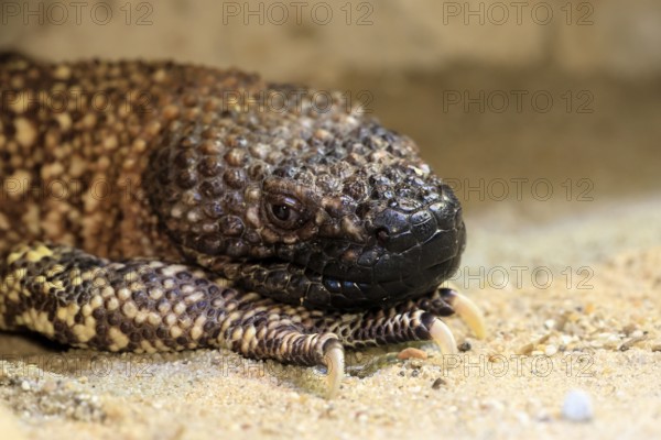 Scorpion crust lizard (Heloderma horridum), adult, portrait, on ground, nocturnal, Mexico, North America, captive