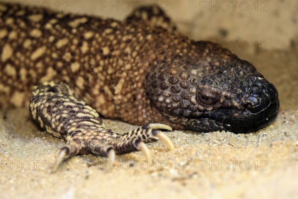 Scorpion crust lizard (Heloderma horridum), adult, portrait, on ground, nocturnal, Mexico, North America, captive