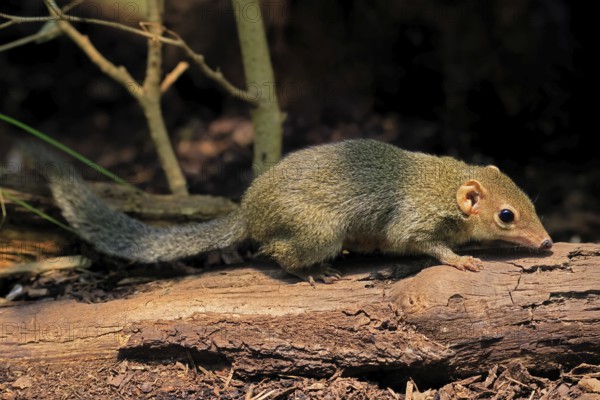 Squirrel (Scandentia), adult, foraging, alert, Southeast Asia Asia