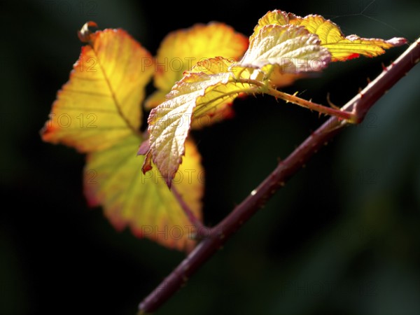 Bright autumn leaves on a branch in contrast to a dark background, Borken, Münsterland, Germany