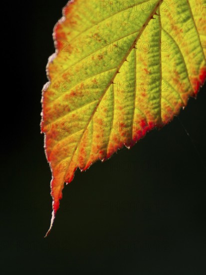 Close-up of a green leaf with red edges in autumn light, Borken, Münsterland, Germany
