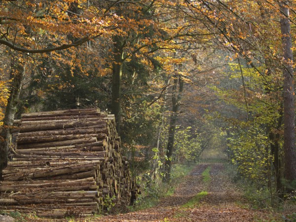 Autumnal forest path with stacked tree trunks surrounded by colourful foliage, Borken, Münsterland, Germany