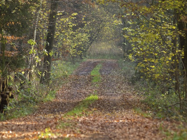 Foliage-covered path through an autumn forest, Borken, Münsterland, Germany