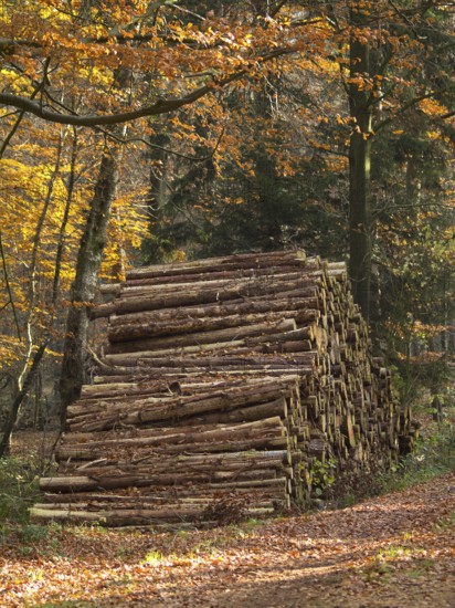 Woodpile next to an autumnal forest path, Borken, Münsterland, Germany