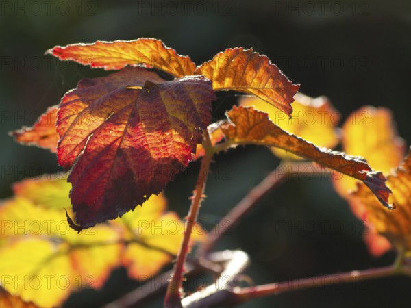 Close-up of autumnal, sun-drenched colourful leaves, Borken, Münsterland, Germany