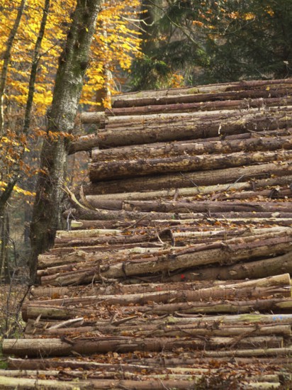 Large pile of logs in autumn forest, Borken, Münsterland, Germany