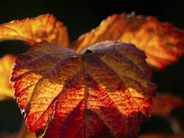 Close-up of colourful autumn leaves in warm light, Borken, Münsterland, Germany