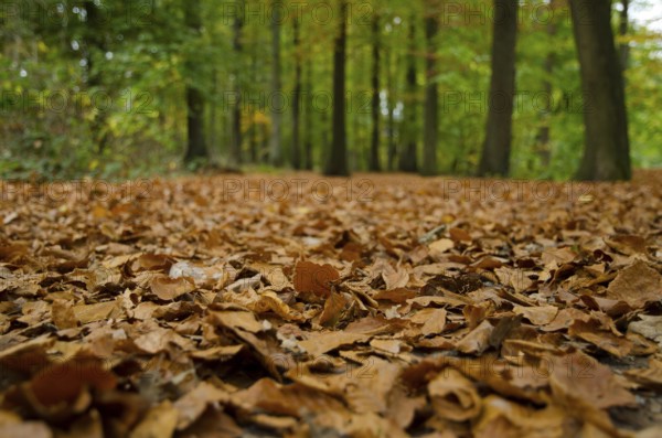 Close-up of autumn leaves completely covering the forest floor, Borken, Münsterland, Germany