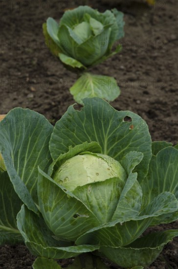 Cabbages growing in the soil of the garden, Borken, Münsterland, Germany