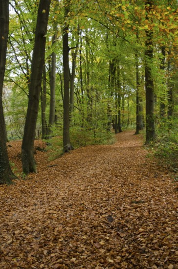 Autumn forest path covered with colourful leaves, Borken, Münsterland, Germany