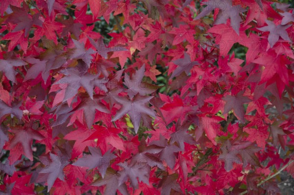 Red maple leaves form an intensely coloured pattern, Borken, Münsterland, Germany
