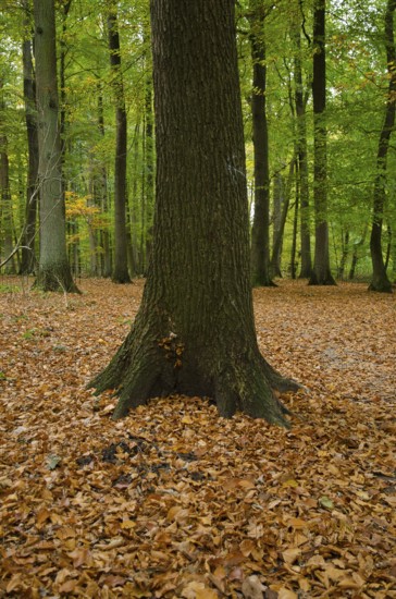 Tree trunk in autumn forest surrounded by fallen leaves, Borken, Münsterland, Germany