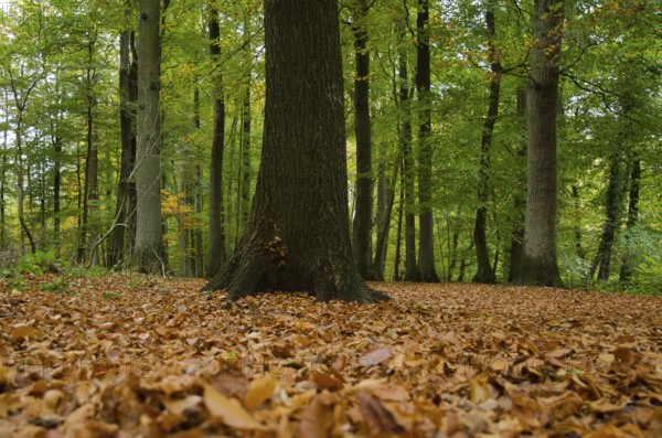 Autumn forest with a tree in the middle of leaves, Borken, Münsterland, Germany