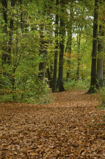 Autumnal path in the forest, covered with fallen leaves and surrounded by trees, Borken, Münsterland, Germany