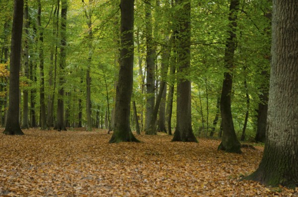 Quiet forest in autumn with deciduous soil and green leaves on the trees, Borken, Münsterland, Germany