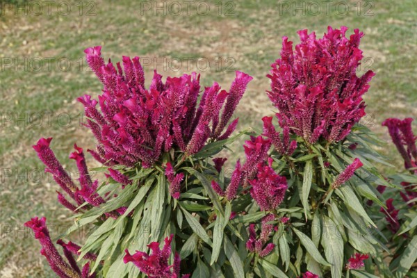 Pink celosia flowers with green leaves in a garden, Agra, Jodhpur, Rajasthan, North India