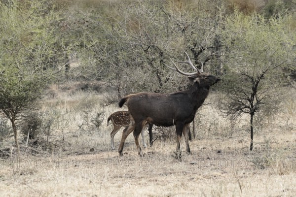 Ranthambhore Tiger Reserve, Sawai Madhopur, Kota, Rajasthan, North India, Asia, Deer with antlers in the wild, surrounded by dry scrubland, India