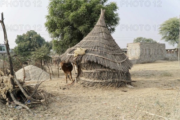 Sawai Madhopur, Kota, Rajasthan, North India, Asia, Rural scene with a thatched hut and a tethered cow in the background, India
