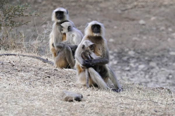 Ranthambhore Tiger Reserve, Sawai Madhopur, Kota, Rajasthan, North India, Asia, Monkey family sitting in the grass, two adults and one young, India
