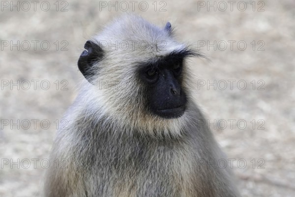 Ranthambhore Tiger Reserve, Sawai Madhopur, Kota, Rajasthan, North India, Asia, Close-up of a monkey with a pensive expression, India