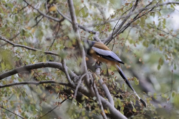 Ranthambhore Tiger Reserve, Sawai Madhopur, Kota, Rajasthan, North India, Asia, Bird sitting hidden in a green deciduous tree, India