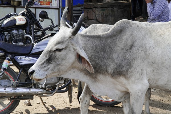 Kota, Rajasthan, North India, Asia, Cow on a road next to a parked motorbike in an urban environment, India