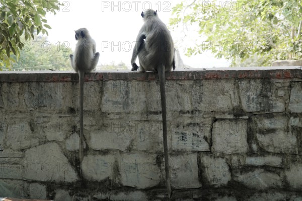 Kota, Rajasthan, North India, Asia, Two monkeys sitting on a wall and looking at the surroundings, India