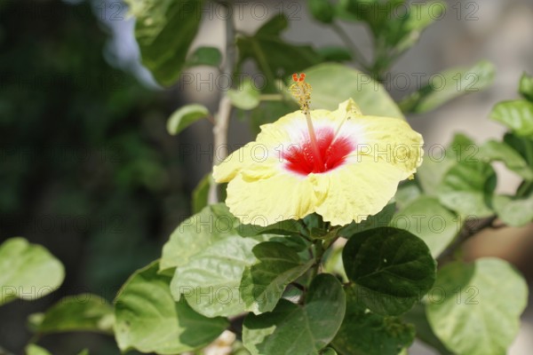 Kota, Rajasthan, North India, Asia, Yellow hibiscus flower with red centre and green leaves in the background, India