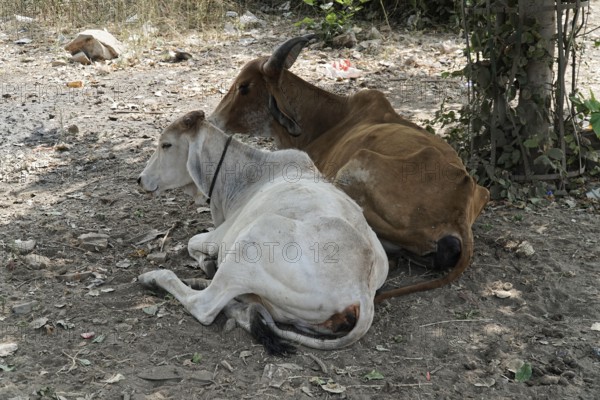 Kota, Rajasthan, North India, Asia, Two cows lying relaxed next to each other in the shade on the ground, India