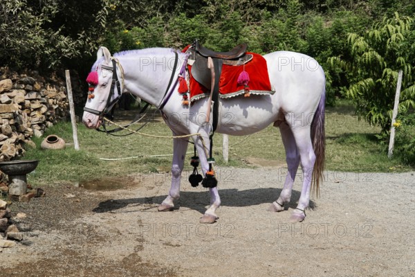 Kota, Rajasthan, North India, Asia, White horse with red blanket and saddle standing peacefully in the open, India