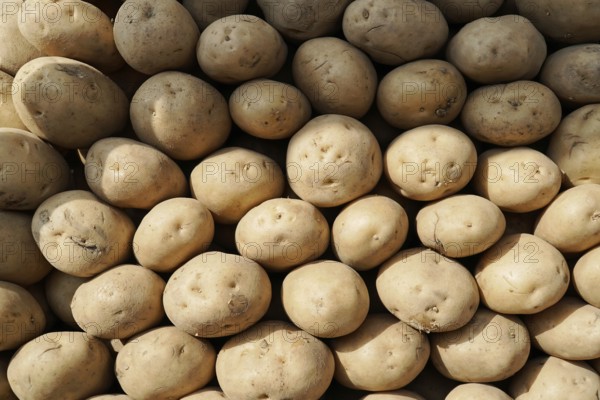 Kota, Rajasthan, North India, Asia, Pile of fresh brown potatoes on a market stall, India