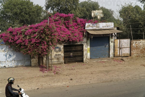 Building with lush bougainvillea on the facade, motorbike on the street, Agra, Jodhpur, Rajasthan, North India