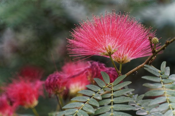 Close-up of a delicate pink flower standing out in nature, Agra, Jodhpur, Rajasthan, North India