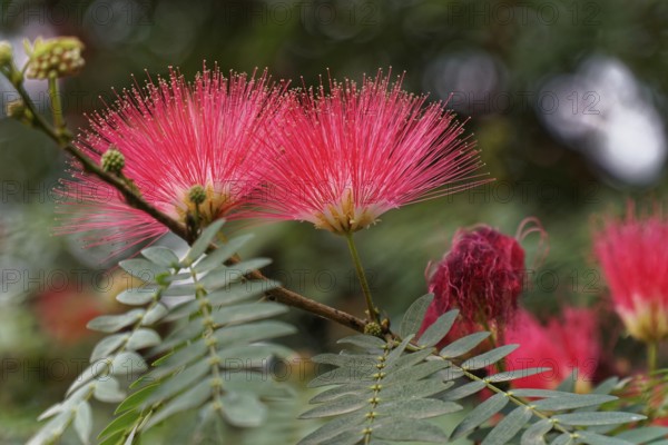 Two pink flowers in close-up, emphasising the details of nature, Agra, Jodhpur, Rajasthan, North India