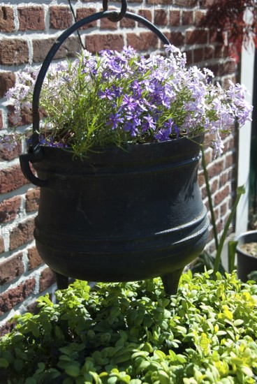 A hanging black basket with purple flowers in front of a brick wall, südlohn, westphalia, germany