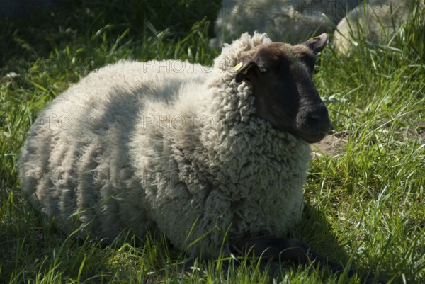 Dark-faced sheep lying relaxed on a green meadow, südlohn, westphalia, germany